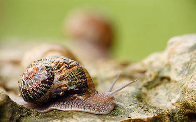 Caracoles. Insectos, moluscos y crustáceos en el estanque