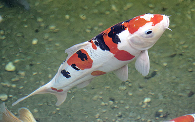 Peces kois en el lago del jardín acuático