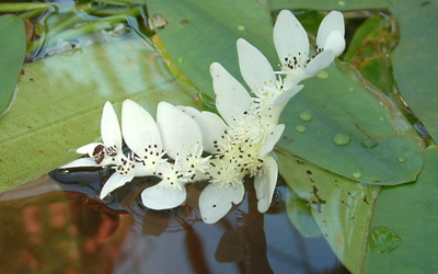 Plantas acu&aacute;ticas: Aponogeton distachyos