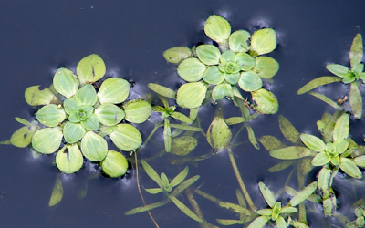 Plantas acu&aacute;ticas: Callitriche