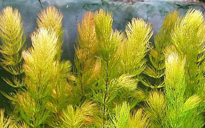 Plantas acu&aacute;ticas: Ceratophyllum demersum