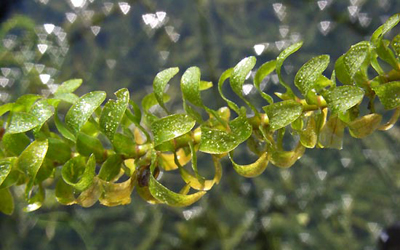 Plantas acu&aacute;ticas: Elodea o Peste de agua