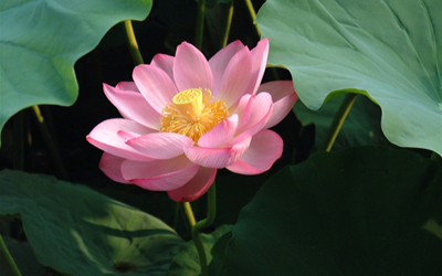 Plantas acu&aacute;ticas: Flor de Loto