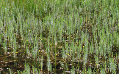 Plantas acu&aacute;ticas:Hippuris vulgaris