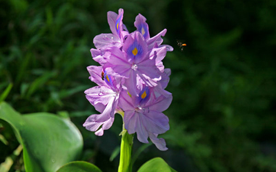 Plantas acu&aacute;ticas: Jacinto de agua