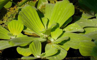 Plantas acu&aacute;ticas: Lechugas de agua