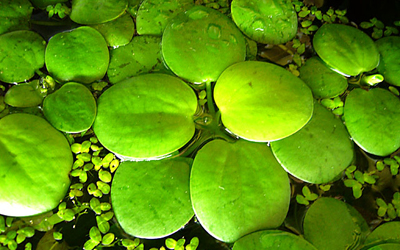 Plantas acu&aacute;ticas: Lentejas de agua