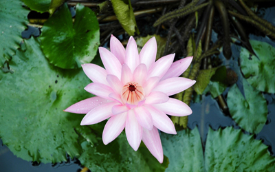 Plantas acu&aacute;ticas: Lys de las aguas tropicales