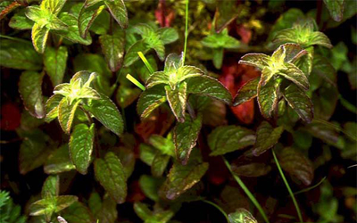 Plantas acu&aacute;ticas:Menta acu&aacute;tica