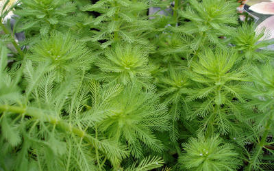 Plantas acu&aacute;ticas: Milhojas acu&aacute;ticas