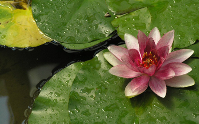 Plantas acu&aacute;ticas: Nen&uacute;fares