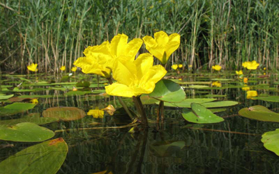 Plantas acu&aacute;ticas: Ninfoides