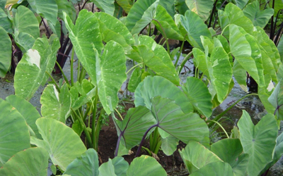 Plantas acu&aacute;ticas: Colocasia u orejas de elefante