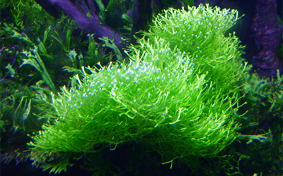 Plantas acu&aacute;ticas: Riccia