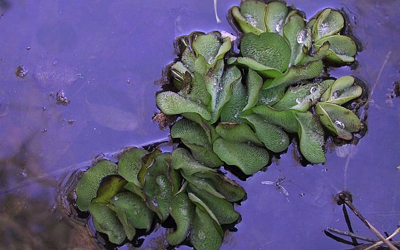 Plantas acu&aacute;ticas: Salvinia molesta