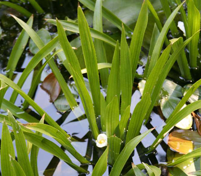 Plantas acu&aacute;ticas: Stratiotes