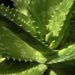 Plantas medicinales