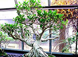 Bonsáis Ficus