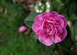 Camelias