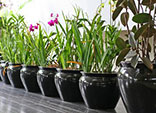 Cuidados de las plantas de interior
