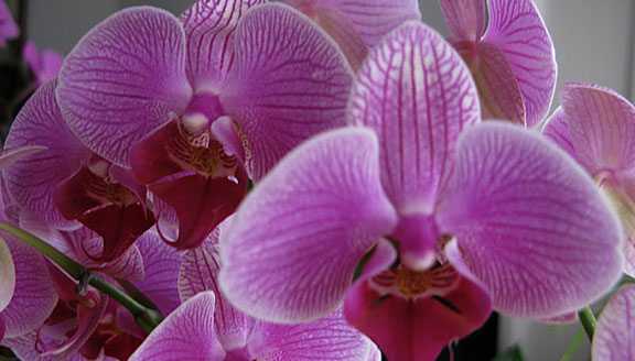 Orquídeas