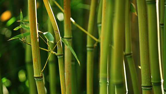 Plantas exóticas