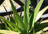 Plantas medicinales depurativas