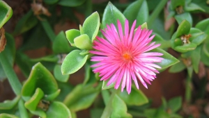 Plantas suculentas