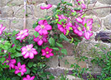 Plantas trepadoras