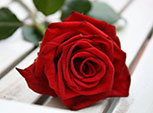 Rosas rojas