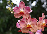 Significado de las orquídeas
