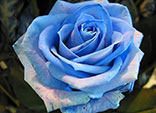 Significado de las rosas